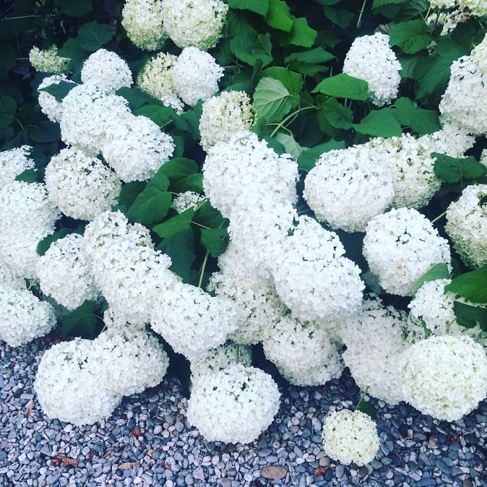 Flowers!