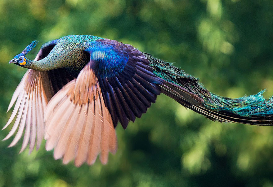How Peacocks Look In Mid-Flight (9 Pics)