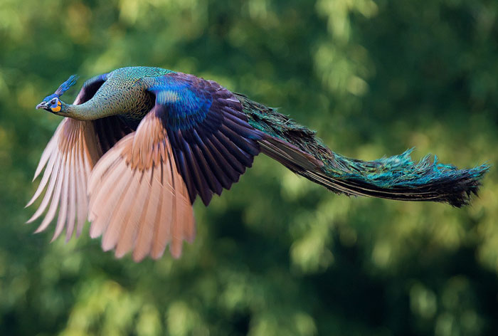 How Peacocks Look In Mid-Flight (9 Pics)