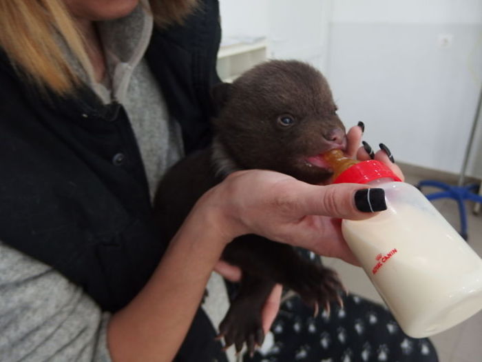 Forest Rangers Save Orphaned Bear Cubs