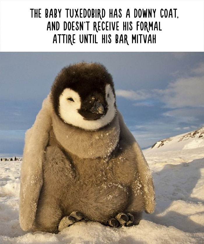 Funny Animal Facts