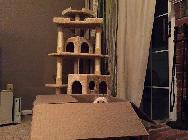 Just Bought A Cat Condo For My Cats
