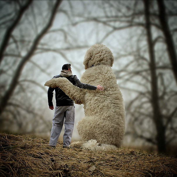 Photographer Photoshops His Dog Into A Giant
