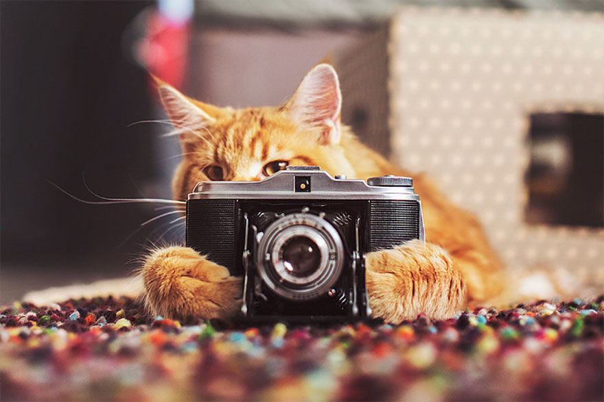 Cutlet The Ginger Cat Is So Majestic He Even Has His Own Hoomin Photographer