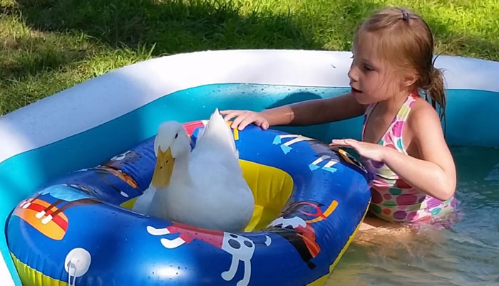 5-Year-Old Girl Has A Duck Best Friend Who Follows Her Everywhere And Thinks She's His Mom