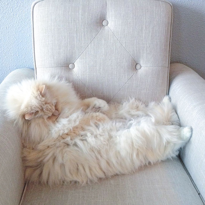 This Cat's Majestic Fluff Makes It Look Like A Cloud