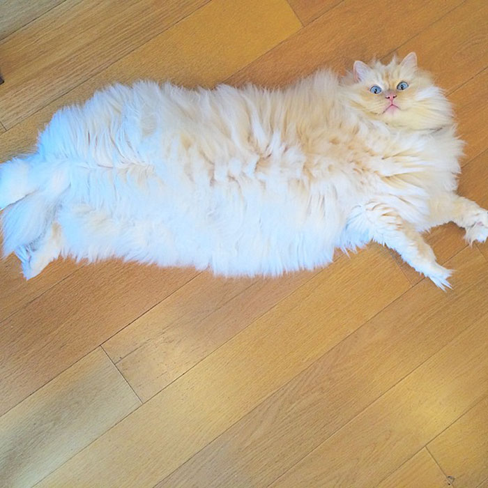 This Cat's Majestic Fluff Makes It Look Like A Cloud