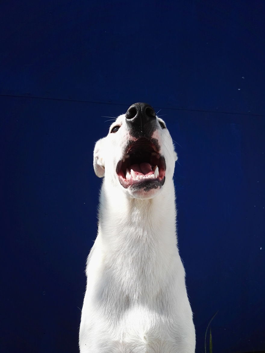 Homemade Photoshoot - This Is My Incredible Dog Mr. Herbert