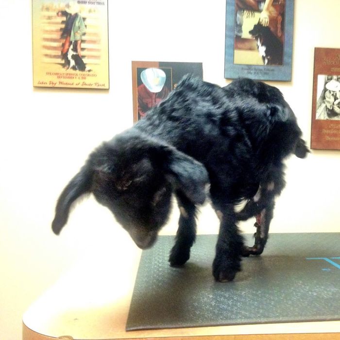 I Adopted A Lovely Baby Goat That Lost His Back Legs After Frostbite