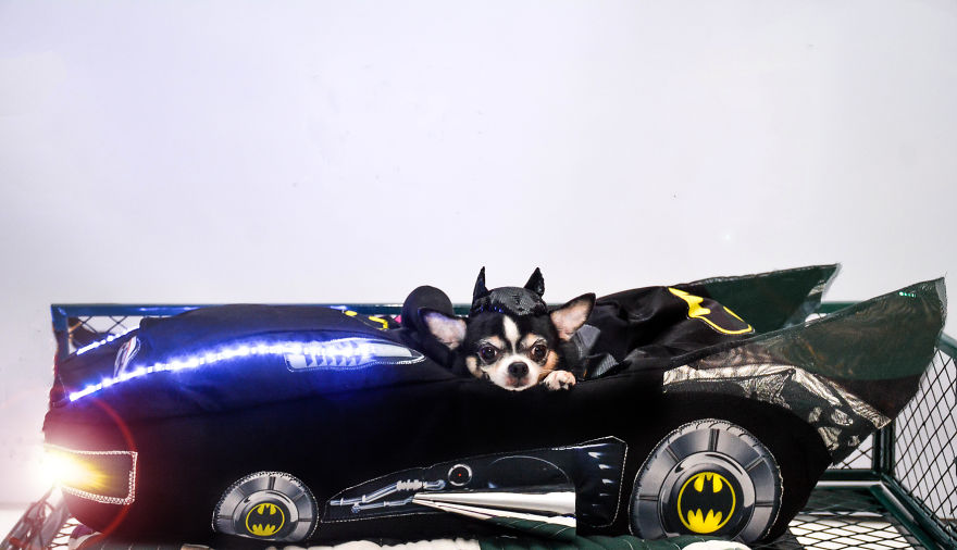 I Created Batman And Superman Costumes For My Two Chihuahuas
