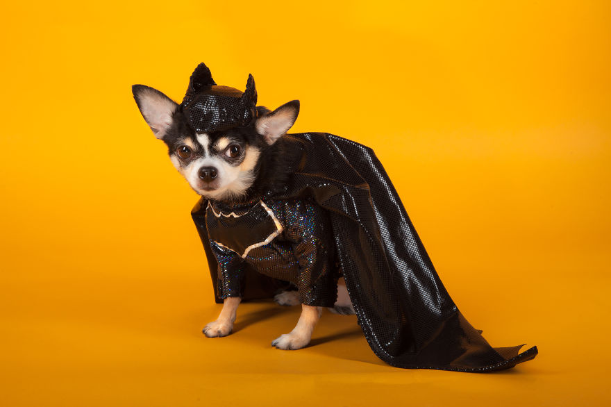 I Created Batman And Superman Costumes For My Two Chihuahuas