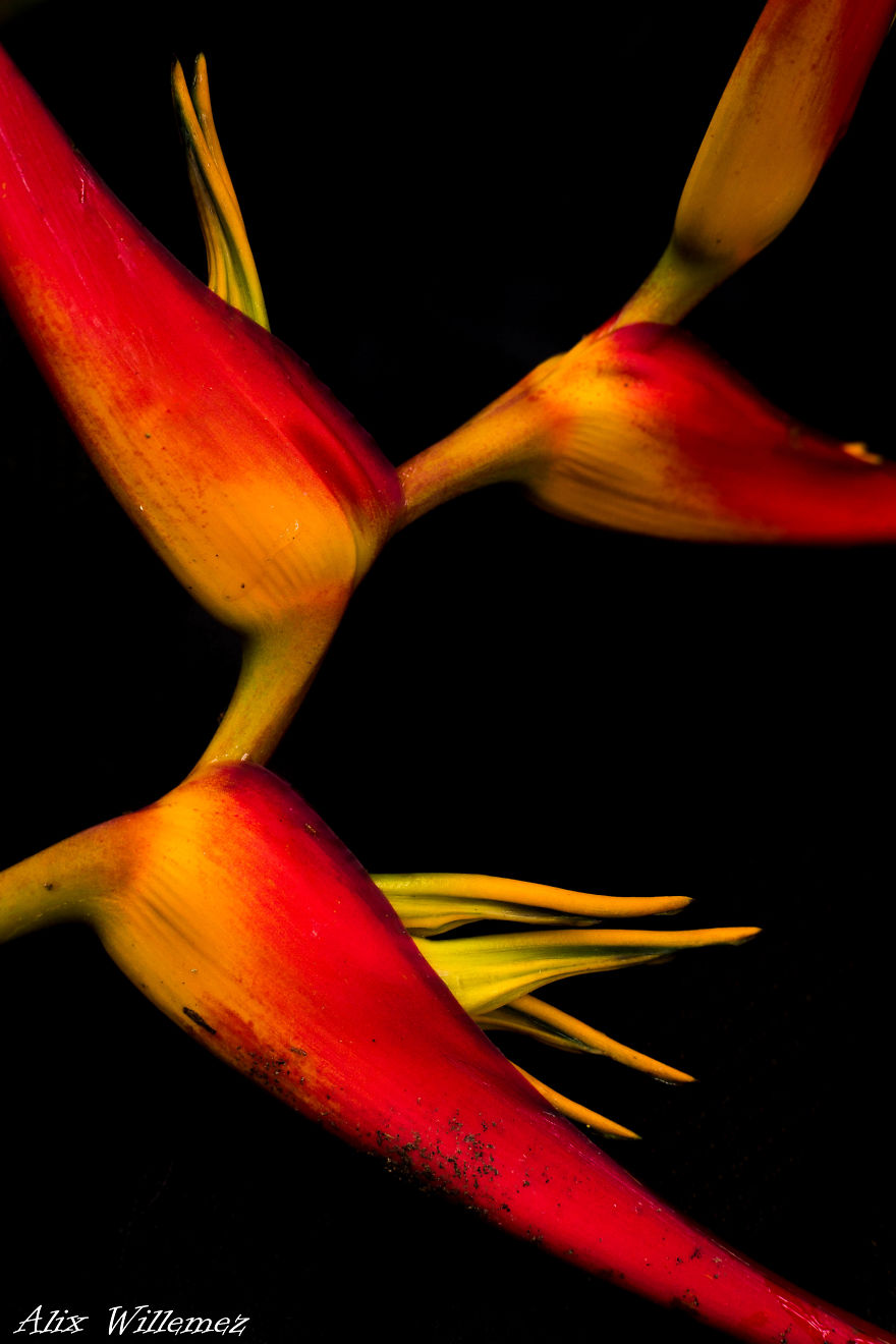 I Document The Unique Flowers Of New Caledonia
