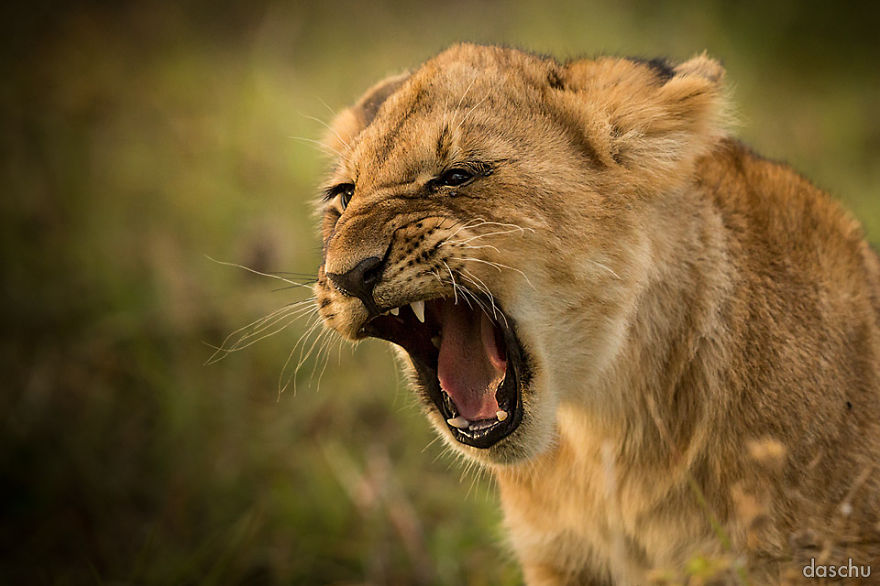 I Documented Many Faces Of The Wild Kenyan Animals