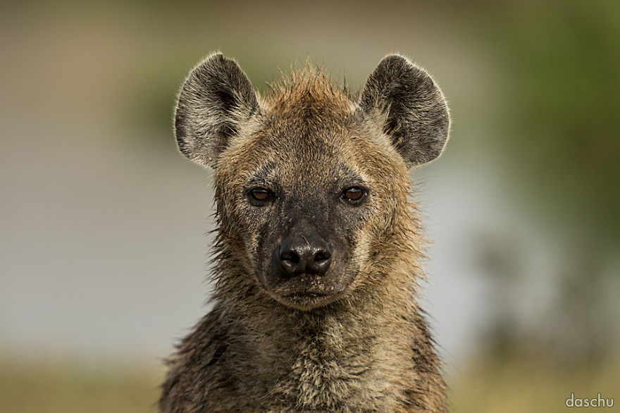I Documented Many Faces Of The Wild Kenyan Animals
