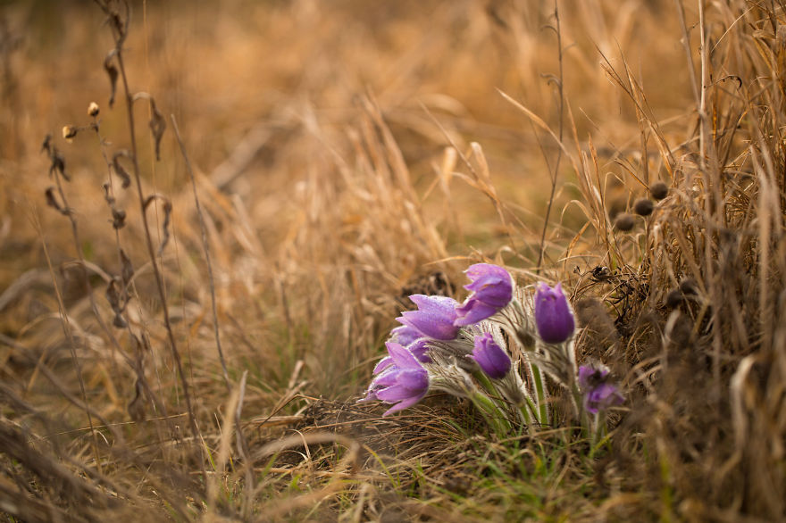 I Drove Thousands Of Kilometres To Photograph These Rare Spring Flowers