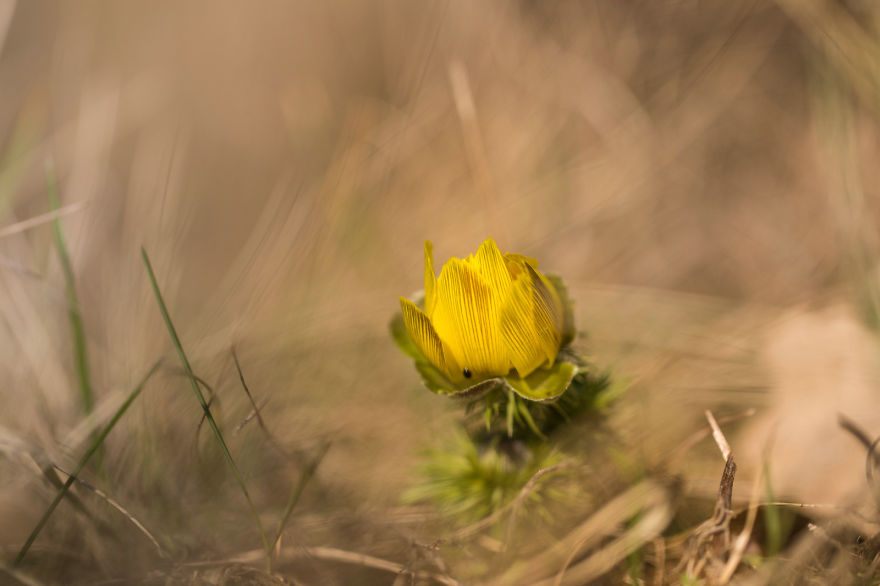 I Drove Thousands Of Kilometres To Photograph These Rare Spring Flowers