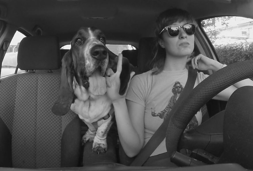 I Filmed My Basset Hound Carpooling With Me To And From Work Everyday For A Month
