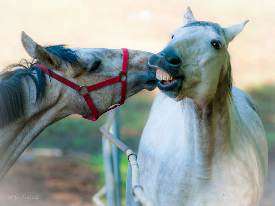 I Photograph Horses Showing Their Mutual Bond