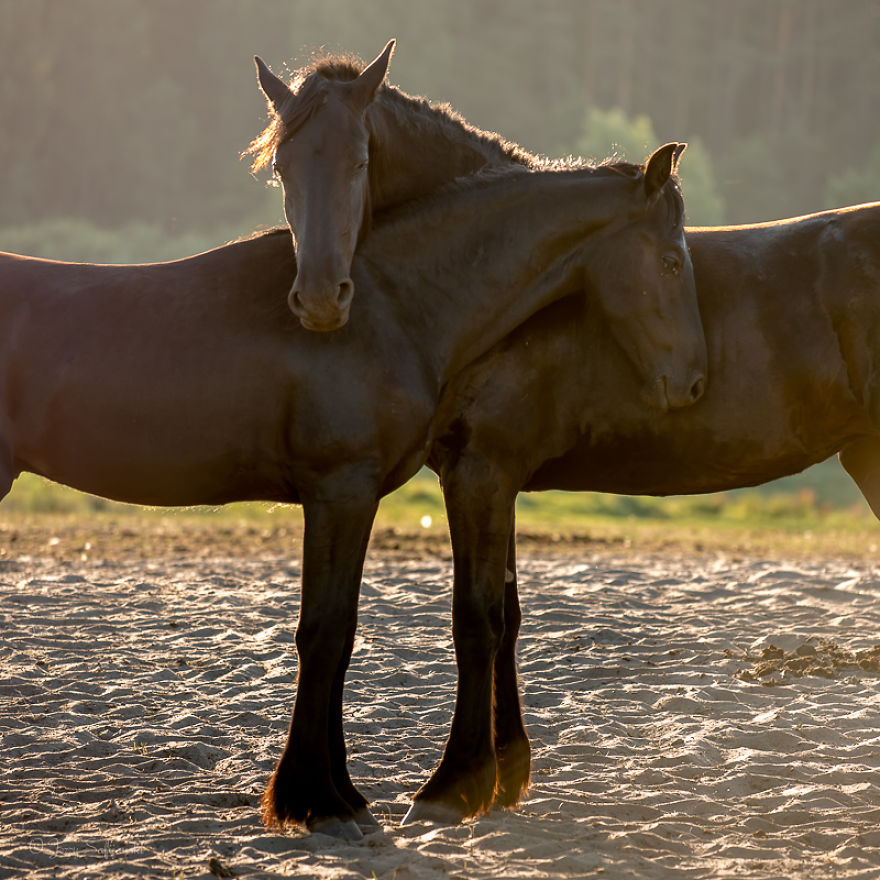 I Photograph Horses Showing Their Mutual Bond