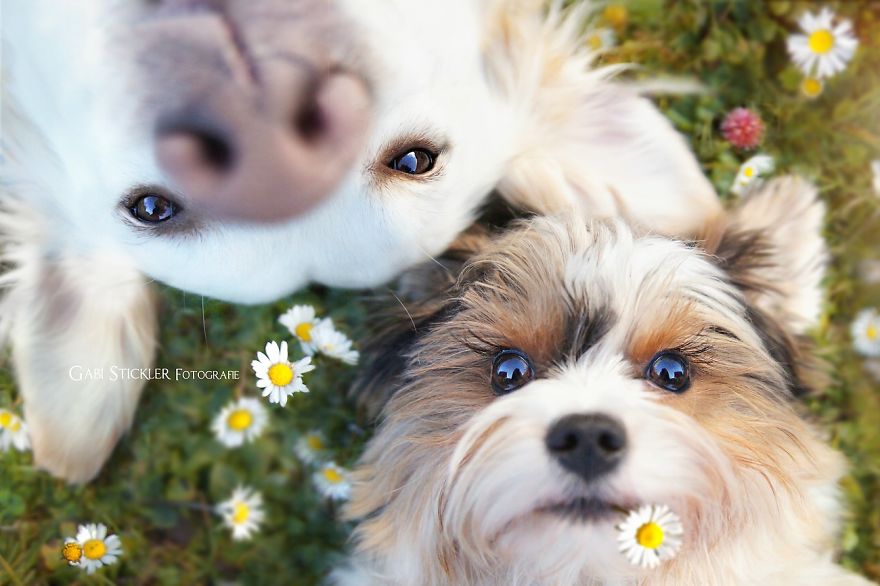 I Photograph My Dogs Enjoying Spring Time