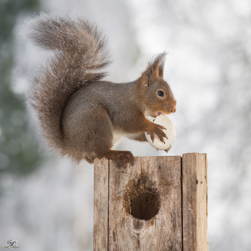 I Photographed Wild Red Squirrels Celebrating Easter