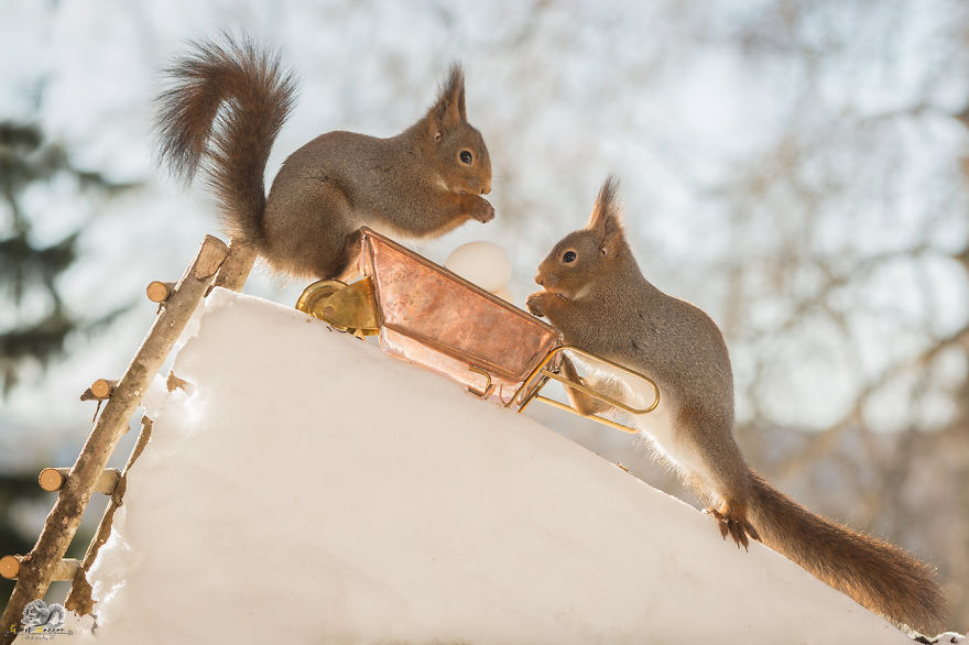 I Photographed Wild Red Squirrels Celebrating Easter