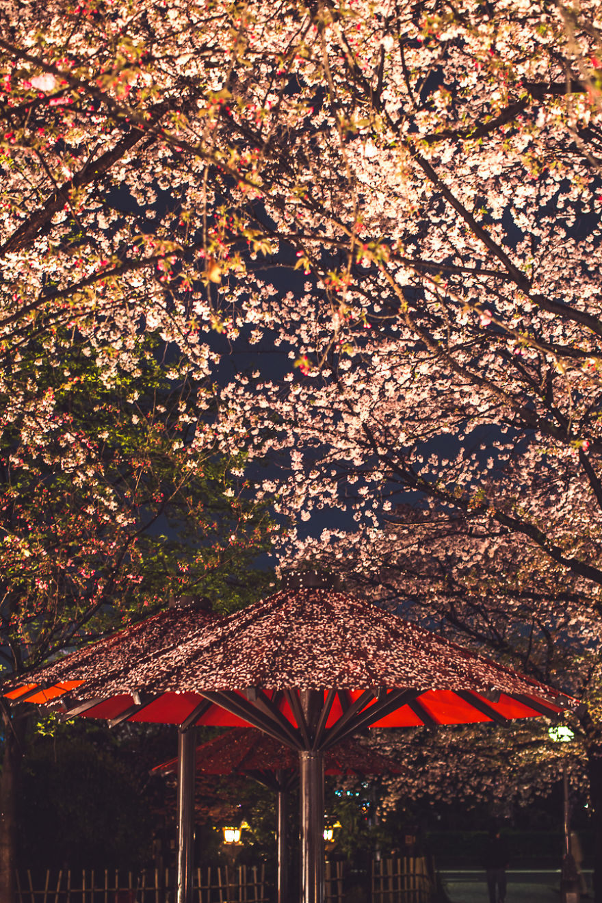 I Traveled To Japan And Photographed The Cherry Blossoms