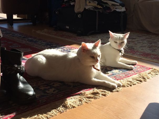 Sun-and-carpet-loving Cats