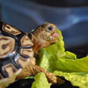 sherlockthetortoise