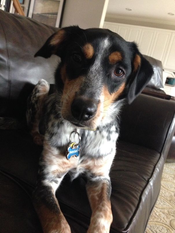 8 Month Old Woody. An Australian Cattle Hound/blue Tick Mix.