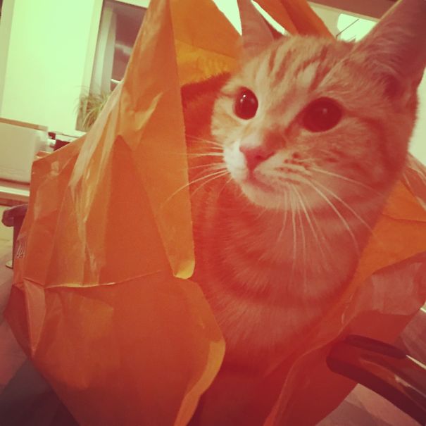 Only An Orange Bag Will Do!