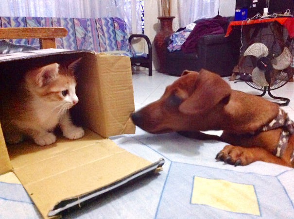 Bought Something Nice For The Cat, Choose The Box, Stay Away Dog, Box Is Mine! Miiiine!!!