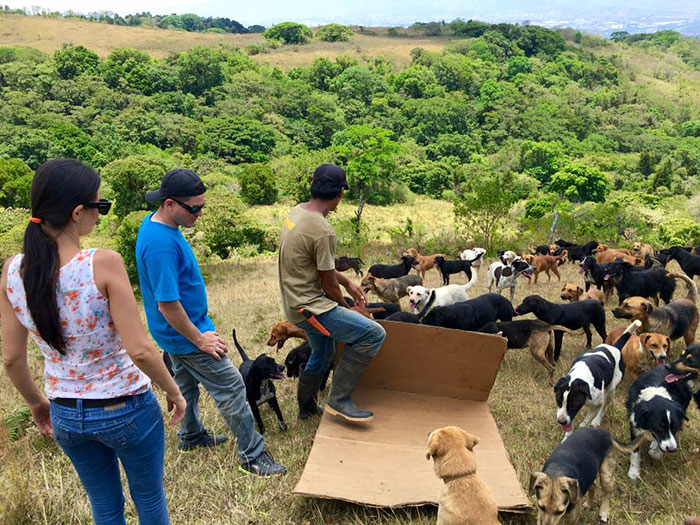 Land of the Strays in Costa Rica Is Heaven On Earth For Stray Dogs