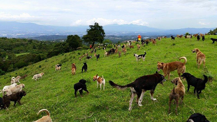 Land of the Strays in Costa Rica Is Heaven On Earth For Stray Dogs