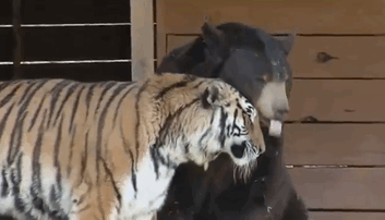 lion-tiger-bear-unusual-friendship-animal-shelter-georgia-12
