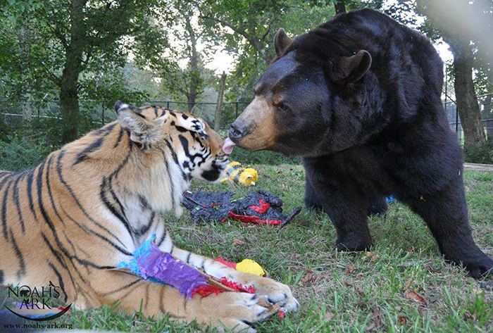 lion-tiger-bear-unusual-friendship-animal-shelter-georgia-14