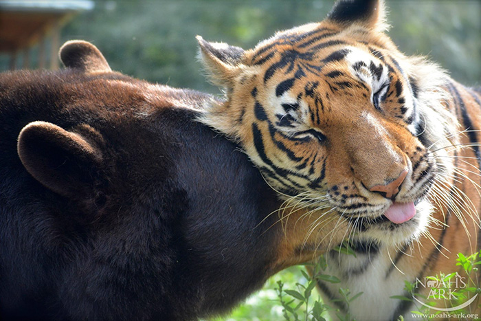 Bear, Lion And Tiger Brothers Haven’t Left Each Other’s Side For 15 Years
