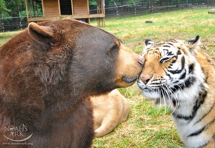 lion-tiger-bear-unusual-friendship-animal-shelter-georgia-17