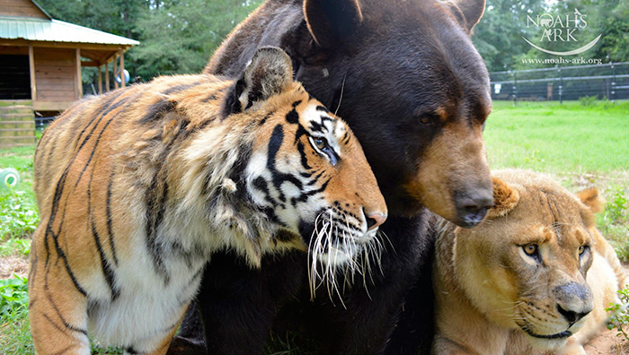 Bear, Lion And Tiger Brothers Haven’t Left Each Other’s Side For 15 Years
