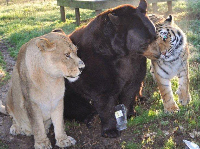 Bear, Lion And Tiger Brothers Haven't Left Each Other's Side For 15 Years |  Bored Panda