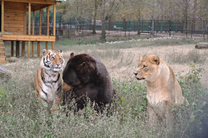 lion-tiger-bear-unusual-friendship-animal-shelter-georgia-5