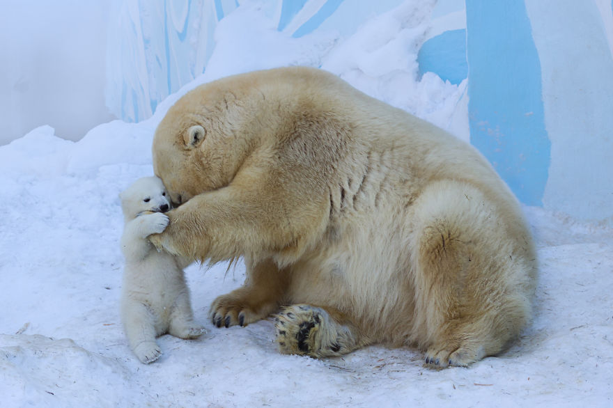 Loving Polar Bear Mama Playing With Her Baby In Snow For The First Time