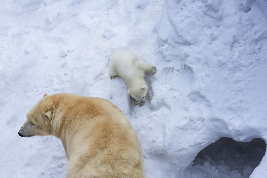 Loving Polar Bear Mama Playing With Her Baby In Snow For The First Time | Bored Panda