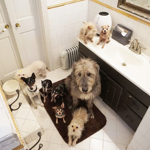 Man Devotes His Life To Adopting Old Dogs Who Can't Find Forever Homes