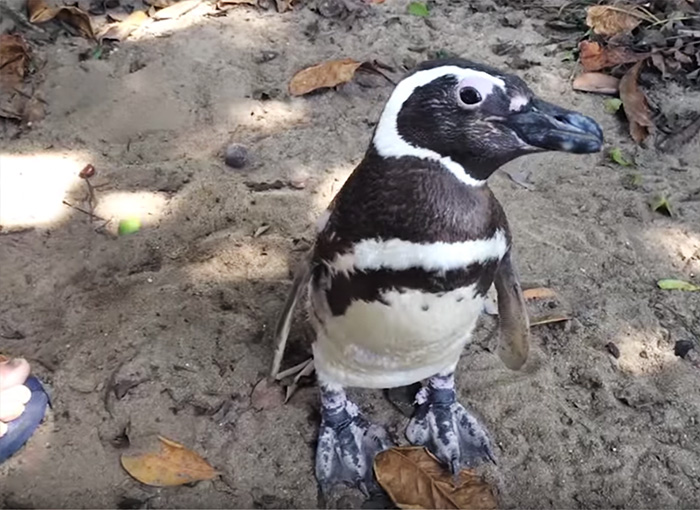 Dieser Pinguin schwimmt jedes Jahr 8000 Kilometer, um den Mann zu besuchen, der ihm einst das Leben gerettet hat