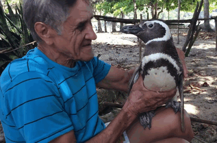 Dieser Pinguin schwimmt jedes Jahr 8000 Kilometer, um den Mann zu besuchen, der ihm einst das Leben gerettet hat
