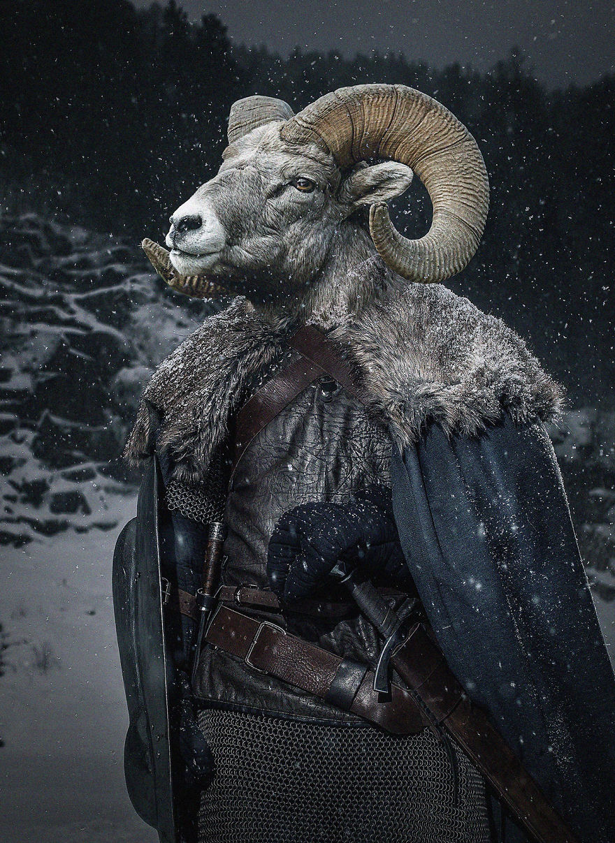 Medieval Sheep