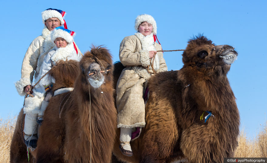 Moments From Camel Race From Silver Reeds Winter Festival In Mongolia