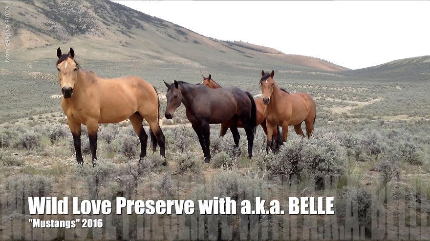 Mustangs Music Video To Save Idaho Wild Horses