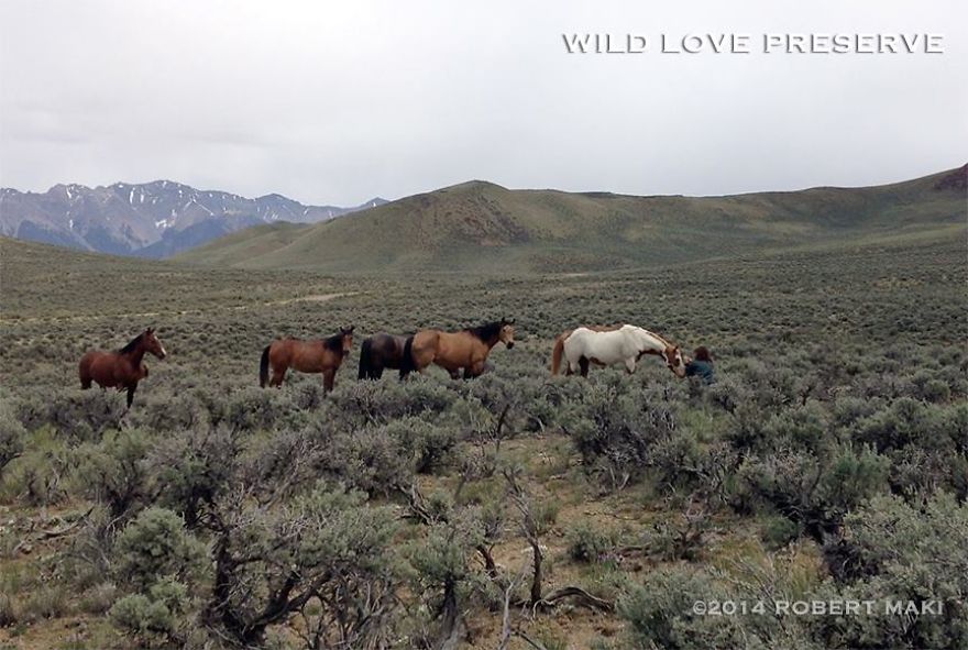 Mustangs Music Video To Save Idaho Wild Horses